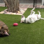 Không gian mơ ước màu xanh từ căn phòng tắm