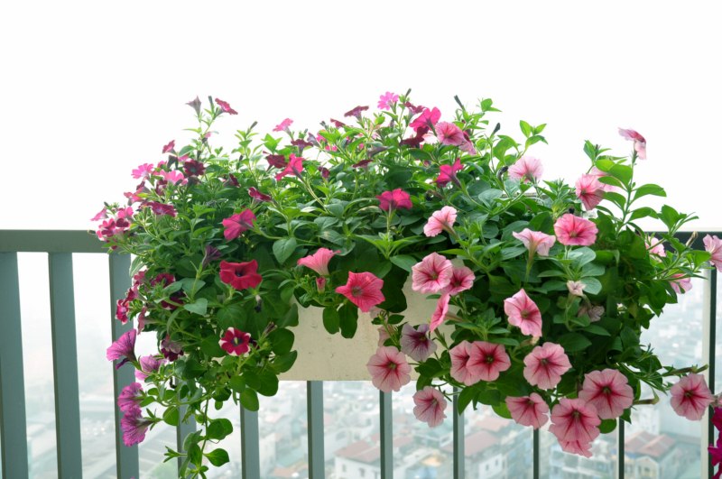 trang-tri-san-vuon-1