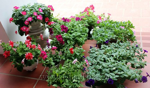 trang-tri-san-vuon-2