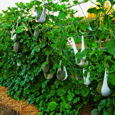 thiet-ke-san-vuon-nho-7