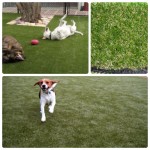 CỎ NHÂN TẠO TỪ SƠ KHAI ĐẾN THỜI HƯNG THỊNH