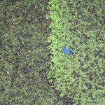 Cỏ nhân tạo hồ bơi – đầu tư dễ sinh lời