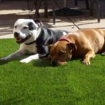 VÌ SAO KHÁCH HÀNG CHỌN MUA CỎ NHÂN TẠO VÂN ĐẠT?