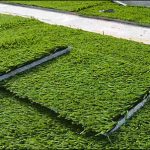 ĐƠN GIÁ CỎ NHÂN TẠO NĂM 2017 CÓ THAY ĐỔI?