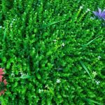 Đặc điểm giúp cây giả treo tường trở thành xu hướng