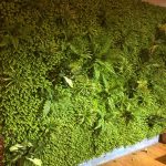 Giá trị thảm cỏ nhựa mang lại nhiều hơn những gì bạn nghĩ