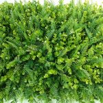 Cỏ Dương Xỉ nhân tạo là gì? Dùng để làm gì?