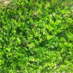 Cỏ nhựa nhân tạo và những công dụng phổ biến nhất hiện nay