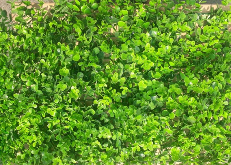 Cỏ nhân tạo mắt trâu được sử dụng khá nhiều