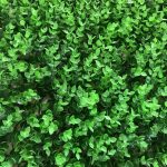 Cỏ nhựa nhân tạo có giá bao nhiêu tại tphcm?