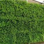 Tiềm năng cỏ nhân tạo trên thị trường hiện nay