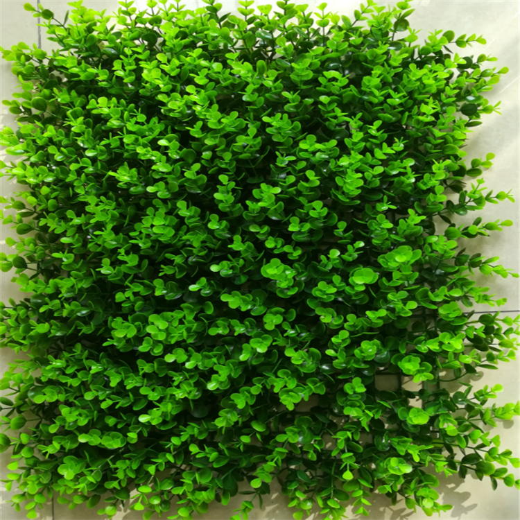 Cỏ Tai Chuột trang trí