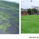 NGUỒN GỐC VÀ QUÁ TRÌNH HÌNH THÀNH CỦA CỎ NHÂN TẠO