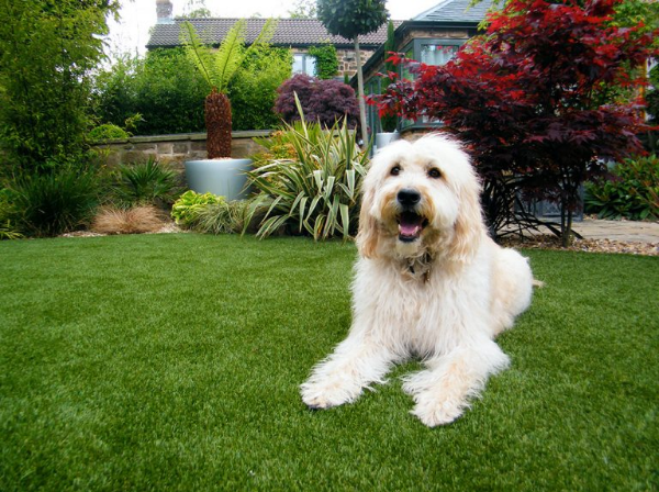 Để thú cưng vui chơi và phát triển tốt nhất tại sân cỏ nhân tạo