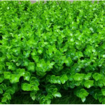 Nên lựa chọn cỏ trang trí tường nào cho quán cà phê?