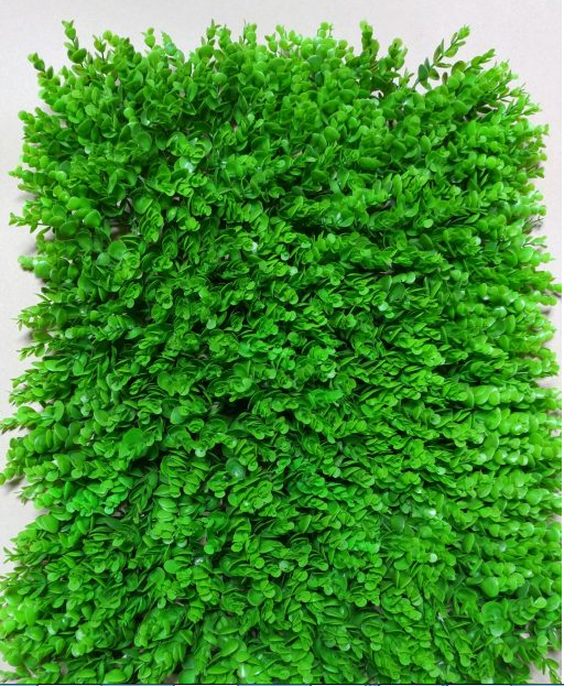 Cỏ nhựa mắt trâu